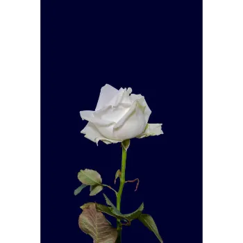 White Rose 